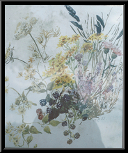 Marguerite-Paulet-fleurs-des-champs