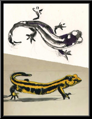 Marguerite-Paulet-salamandres