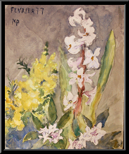 Marguerite-Paulet-fleurs-d-hiver