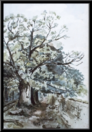 Marguerite-Paulet-allee-d-arbres