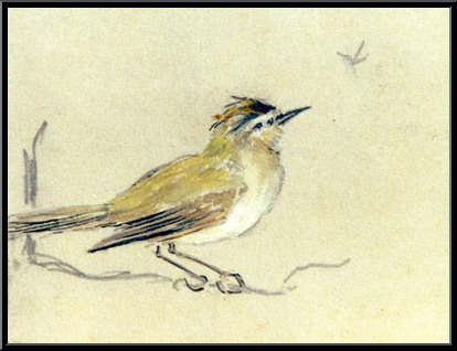 Marguerite-Paulet-oiseau-croquis