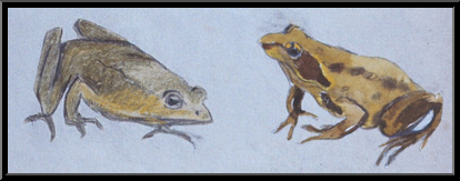 Marguerite-Paulet-croquis-de-grenouilles