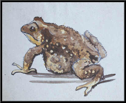 Marguerite-Paulet-crapaud