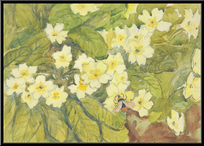 Marguerite-Paulet-primevere-au-bourdon